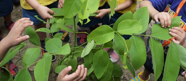 En Inde, près de 50 M d'arbres plantés en un seul jour - Sputnik Afrique