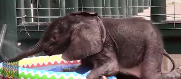 Un bébé éléphant nage dans une piscine pour la première fois - Sputnik Afrique