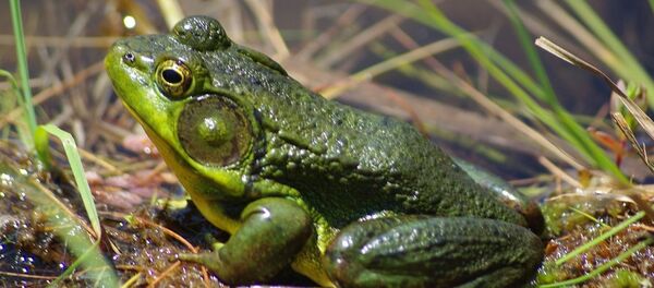 Une grenouille Une grenouille - Sputnik Afrique
