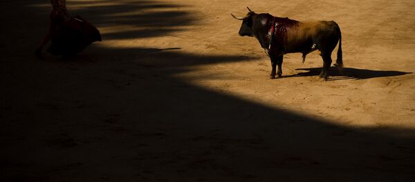 Un taureau - Sputnik Afrique