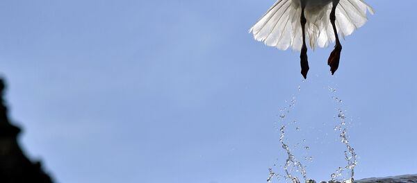 Une fontaine - Sputnik Afrique