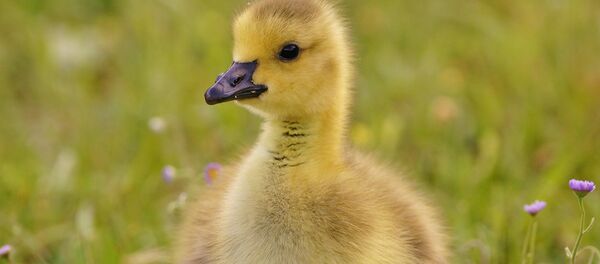 Un caneton - Sputnik Afrique