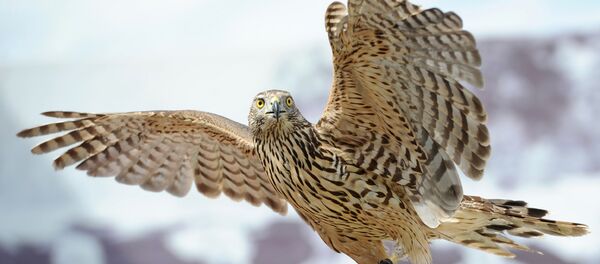 Faucon - Sputnik Afrique