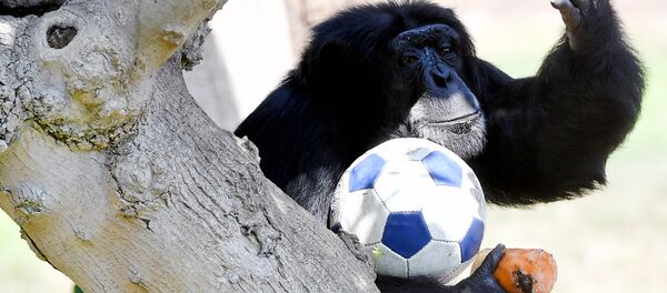 Et si tous les animaux sur Terre étaient doués de conscience… - Sputnik Afrique