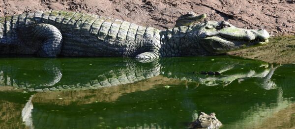 Attaque horrifiante: un crocodile de cinq mètres tue un jeune homme - Sputnik Afrique