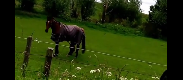 Un cheval fan de heavy metal - Sputnik Afrique