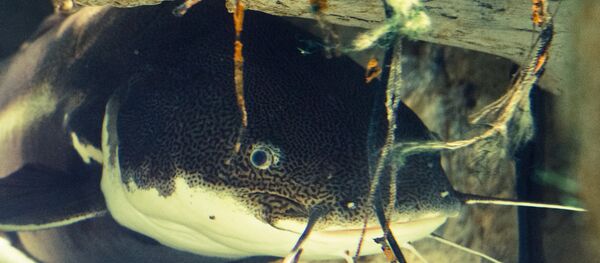 Silure - Sputnik Afrique