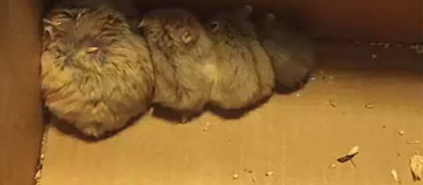 Les animaux sauvés par des traqueurs des Pokémon - Sputnik Afrique