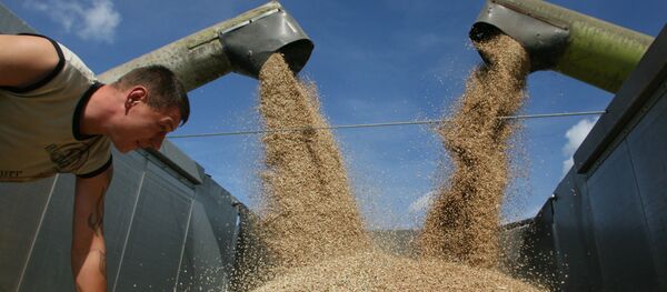 Уборка пшеницы на полях сельхозпредприятия Долгов и компания - Sputnik Afrique