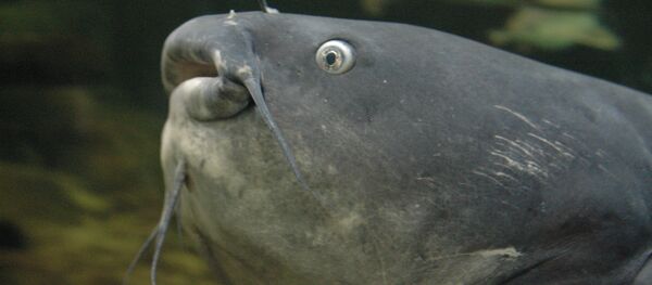 Un poisson-chat - Sputnik Afrique