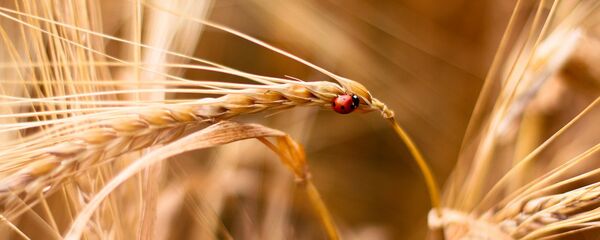 Blé - Sputnik Afrique