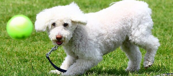 Les JO pour animaux - Sputnik Afrique