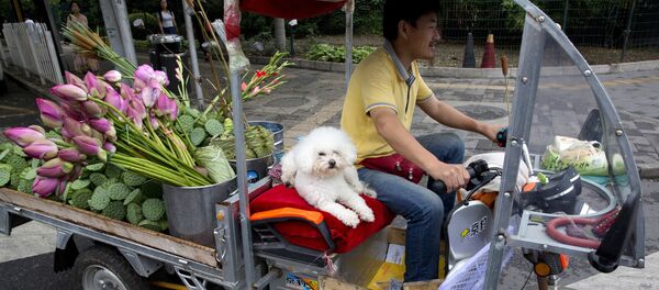 A man delivers lotus flowers with his dog for company on the streets of Beijing, China, Friday, July 15, 2016. - Sputnik Afrique