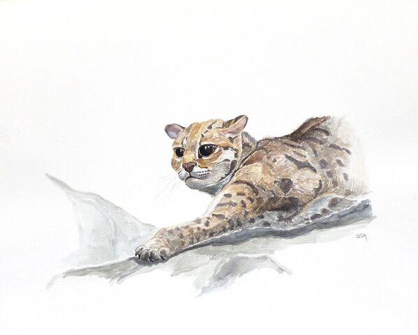Leopard cat - Sputnik Afrique