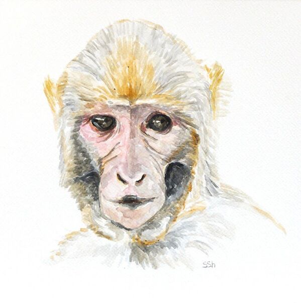 Macaque - Sputnik Afrique