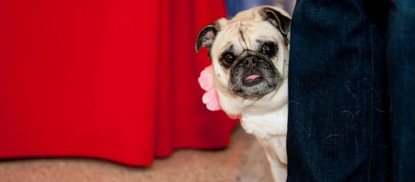 chien - Sputnik Afrique