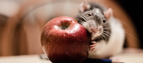 rats - Sputnik Afrique