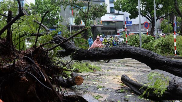 A motorcylist pass a fallen tree on a street following the passage of typhoon Mirinae which pounded northern Vietnam, in Hanoi on July 28, 2016. - Sputnik Afrique