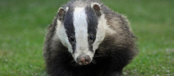 Blaireau - Sputnik Afrique