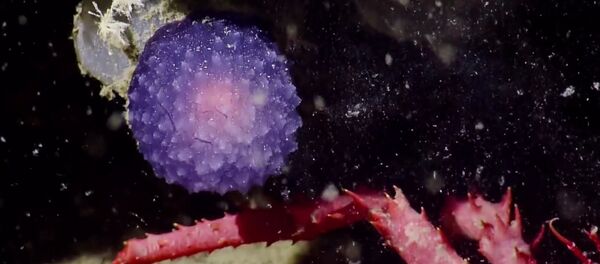 La découverte mystérieuse - Sputnik Afrique