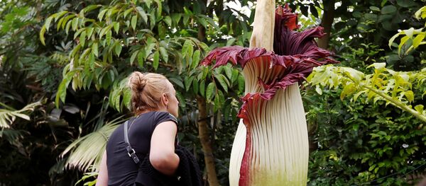 A visitor looks at a Titan Arum (Amorphophallus titanum), one of the world's largest and rare tropical flowers, native to Sumatra, at the Botanic Garden in Meise near Brussels, Belgium, July 28, 2016. - Sputnik Afrique