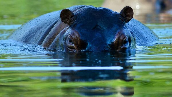 Hippopotame - Sputnik Afrique
