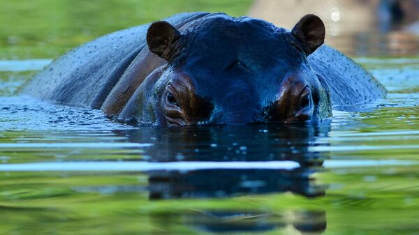 Un hippopotame / image d'illustration - Sputnik Afrique