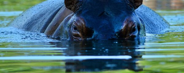 hippopotame - Sputnik Afrique