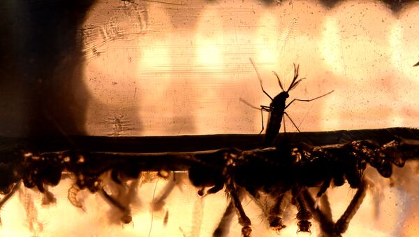 The Aedes Aegypti mosquito larvae are photographed at a laboratory of the Ministry of Health of El Salvador in San Salvador - Sputnik Afrique
