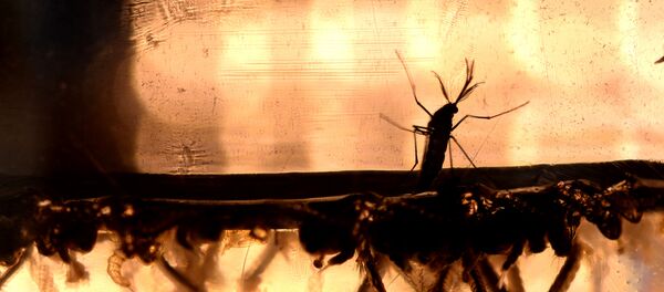 The Aedes Aegypti mosquito larvae are photographed at a laboratory of the Ministry of Health of El Salvador in San Salvador - Sputnik Afrique