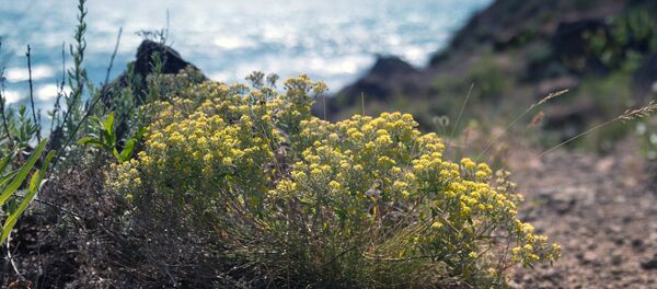 Russian Regions. Crimea - Sputnik Afrique
