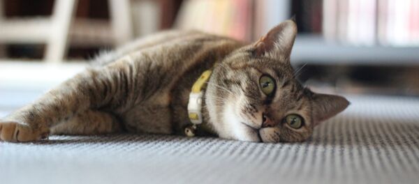 Chat - Sputnik Afrique