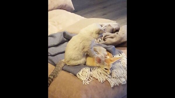 Un chat fait un massage relaxant à un fennec - Sputnik Afrique