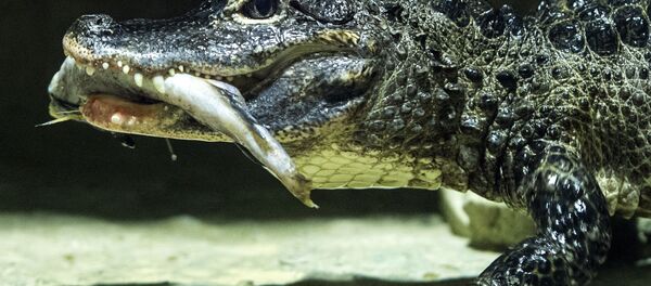 Crocodile du Siam - Sputnik Afrique