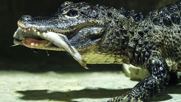 Un crocodile au zoo de Moscou - Sputnik Afrique