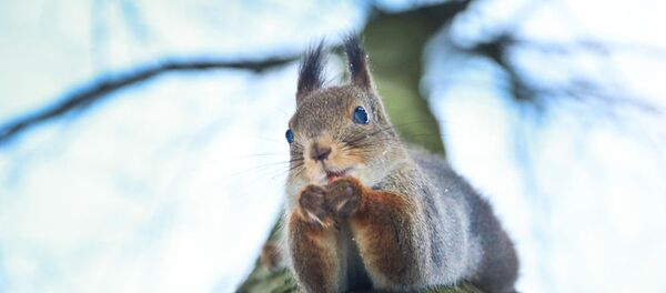 Écureuil - Sputnik Afrique