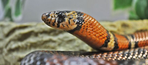 Un serpent - Sputnik Afrique