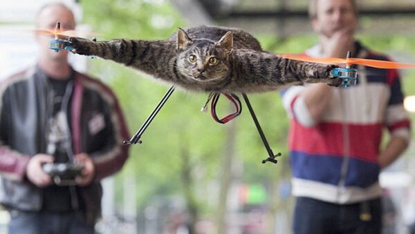 Le chat-drone - Sputnik Afrique