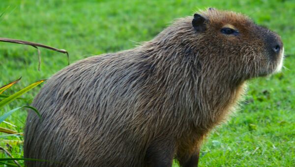 Capybara - Sputnik Afrique
