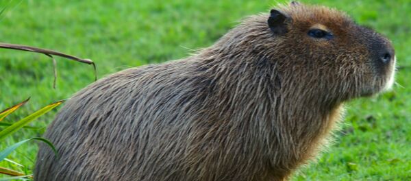 Capybara - Sputnik Afrique