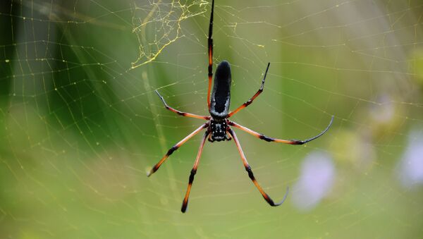 Une araignée - Sputnik Afrique