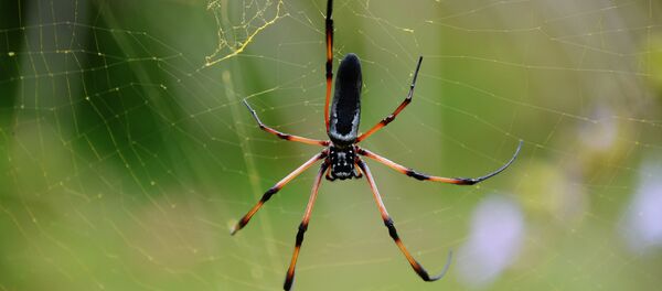 Une araignée - Sputnik Afrique
