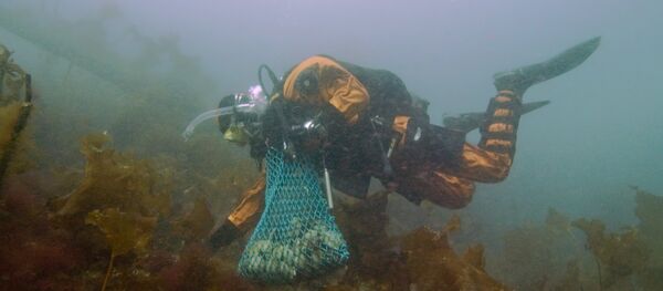 Sous la mer - Sputnik Afrique