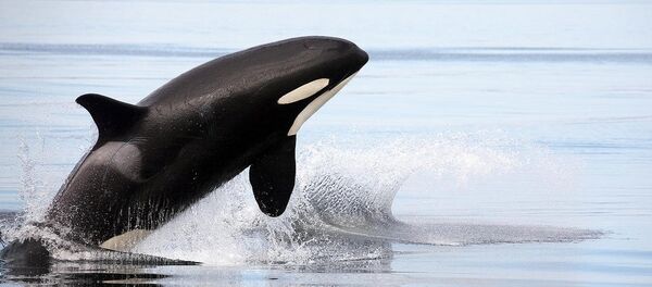 Orque - Sputnik Afrique