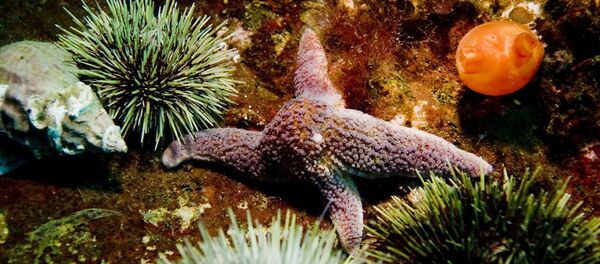 Fonds marin Fonds marin - Sputnik Afrique