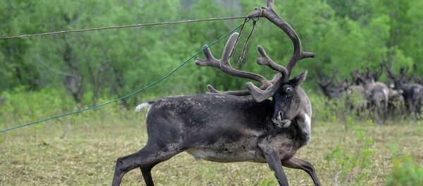 Un cerf - Sputnik Afrique