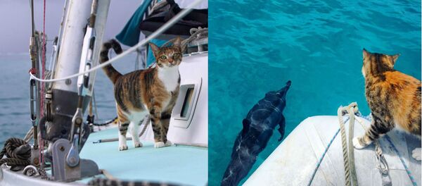 La Journée internationale des chats, avec capitaine Clark et son félin maritime - Sputnik Afrique