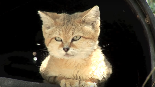 Des scientifiques observent pour la 1ere fois des chats buveurs de sang - Sputnik Afrique