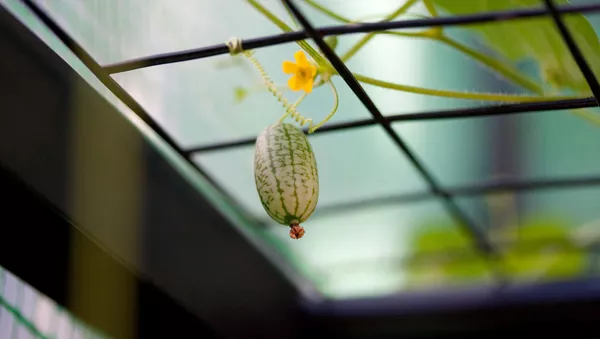 Un cucamelon - Sputnik Afrique