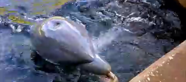 Un dauphin voleur d’iPad - Sputnik Afrique